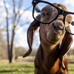 Usinishtaki kwa Goatie!